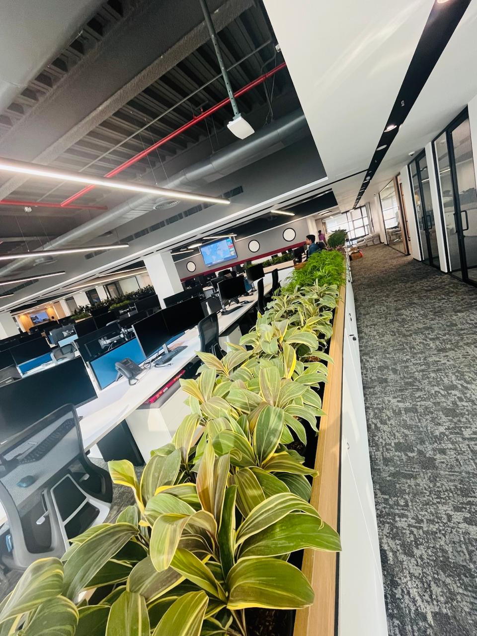 Indoor Plant Project 14